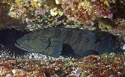A number of factors are threatening the future of black cod populations. A number of factors are threatening the future of black cod populations.